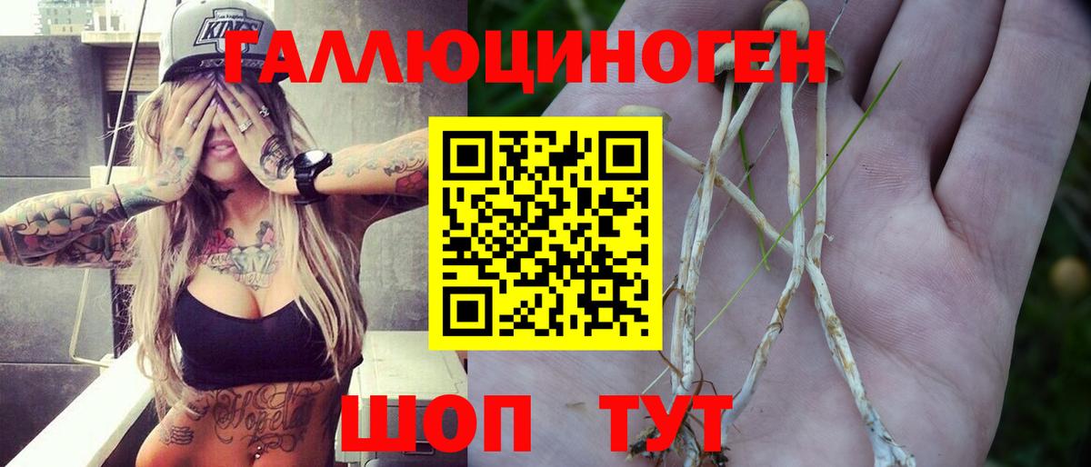 Псилоцибиновые грибы Psilocybe Сокол